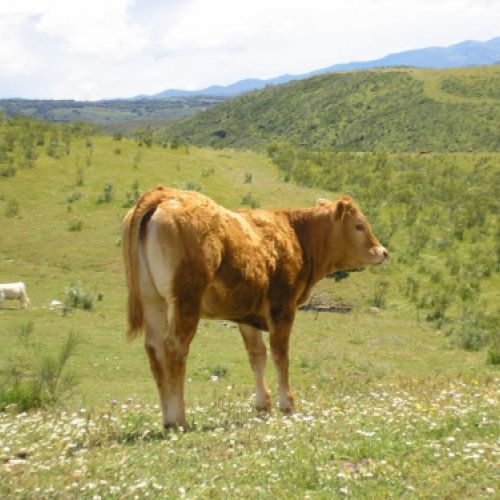 Imágenes de la ganadería Palacios en Getafe1
