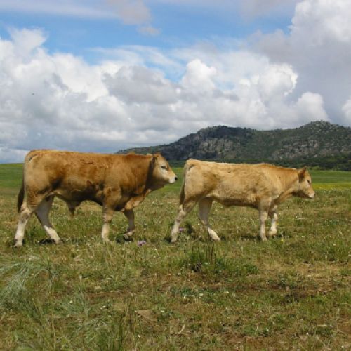 Imágenes de la ganadería Palacios en Getafe3