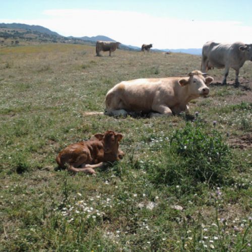 Imágenes de la ganadería Palacios en Getafe6