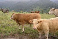 Carnes y productos cárnicos. Vacuno