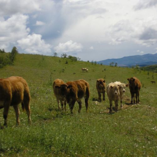 Imágenes de la ganadería Palacios en Getafe2