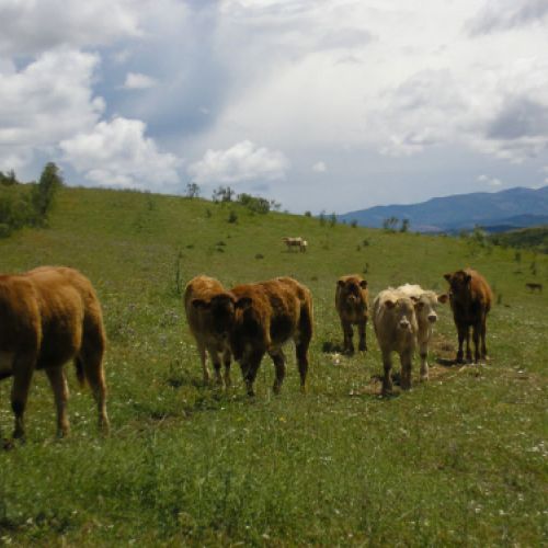 Imágenes de la ganadería Palacios en Getafe2