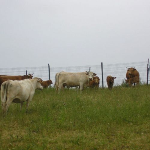 Imágenes de la ganadería Palacios en Getafe5