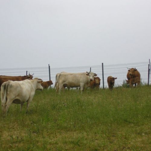 Imágenes de la ganadería Palacios en Getafe5