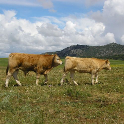 Imágenes de la ganadería Palacios en Getafe3