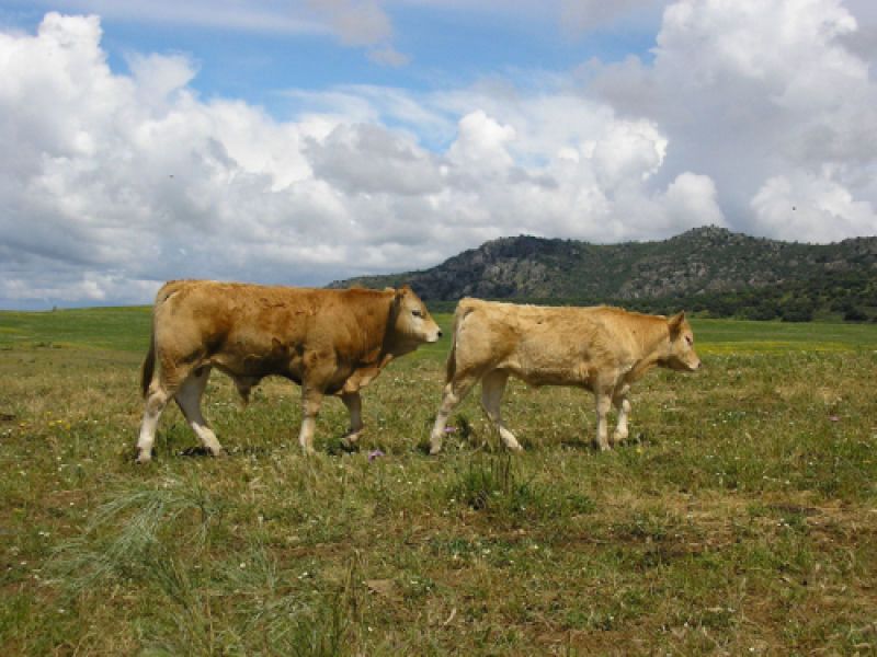 Imágenes de la ganadería Palacios en Getafe3