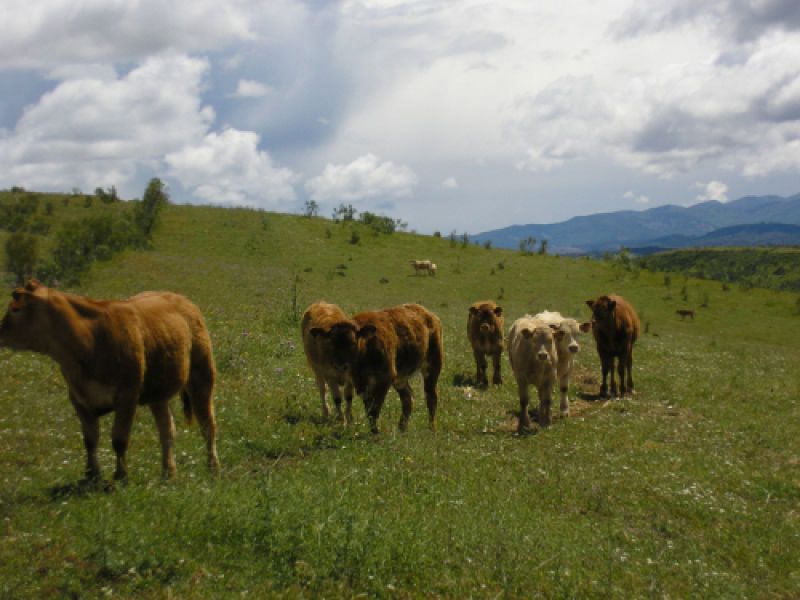 Imágenes de la ganadería Palacios en Getafe2