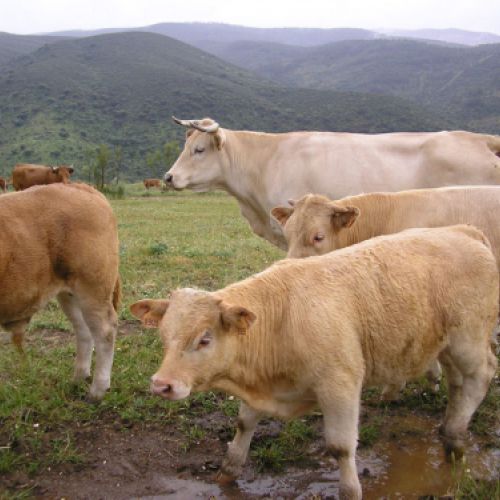 Imágenes de la ganadería Palacios en Getafe4