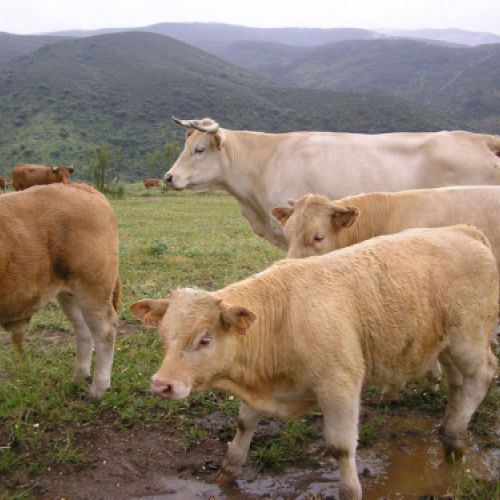 Imágenes de la ganadería Palacios en Getafe4
