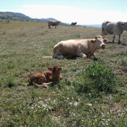 Imágenes de la ganadería Palacios en Getafe6