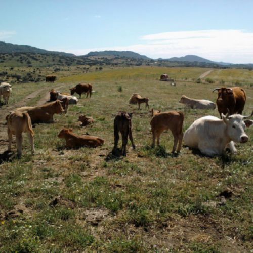 Imágenes de la ganadería Palacios en Getafe7