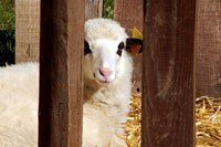 Carnes y productos cárnicos. Cordero