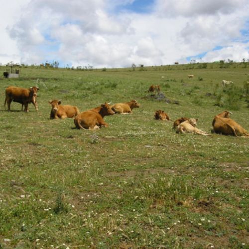 Imágenes de la ganadería Palacios en Getafe8
